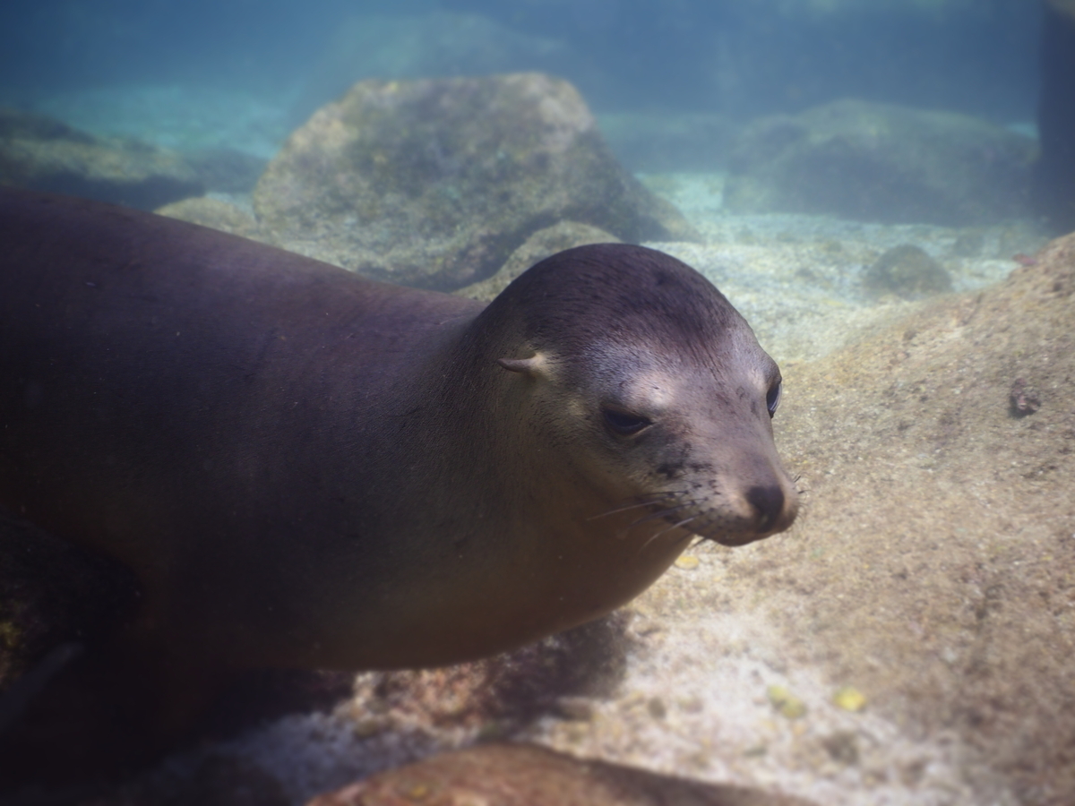 メキシコ・ラパス旅】2024-5年冬！！アシカと沈船ダイビング！！-3日目- - 雲のかなた, image size:1200x900