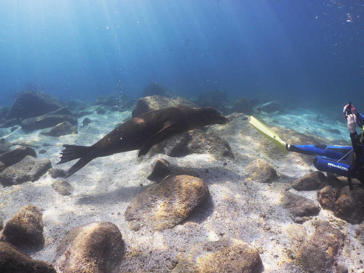 メキシコ・ラパス旅】2024-5年冬！！アシカと沈船ダイビング！！-3日目- - 雲のかなた, image size:1200x900