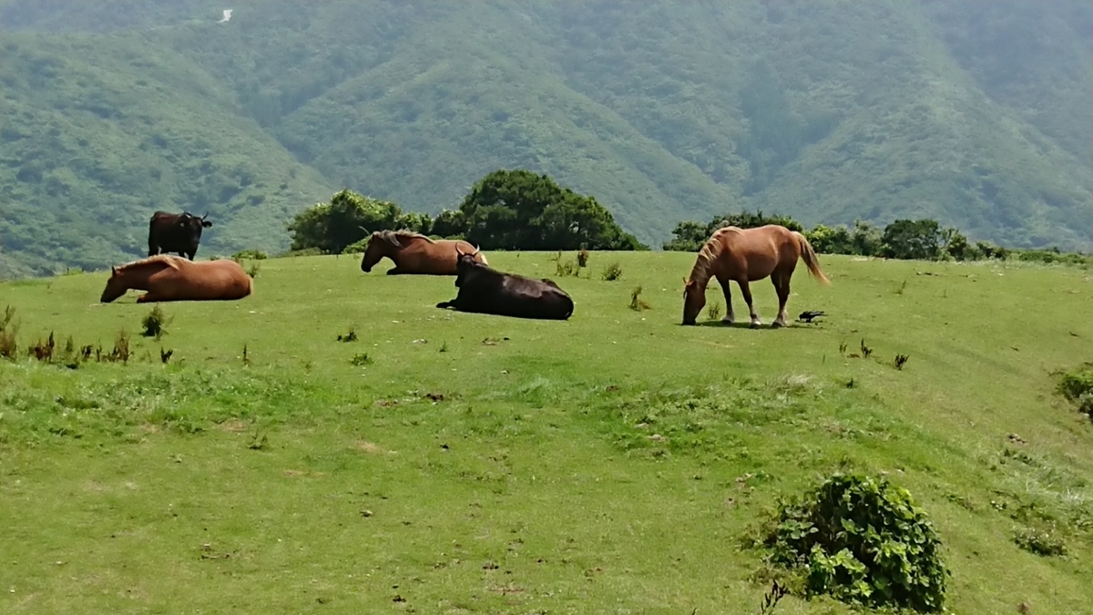 f:id:trillion-3934p:20190715003933j:plain