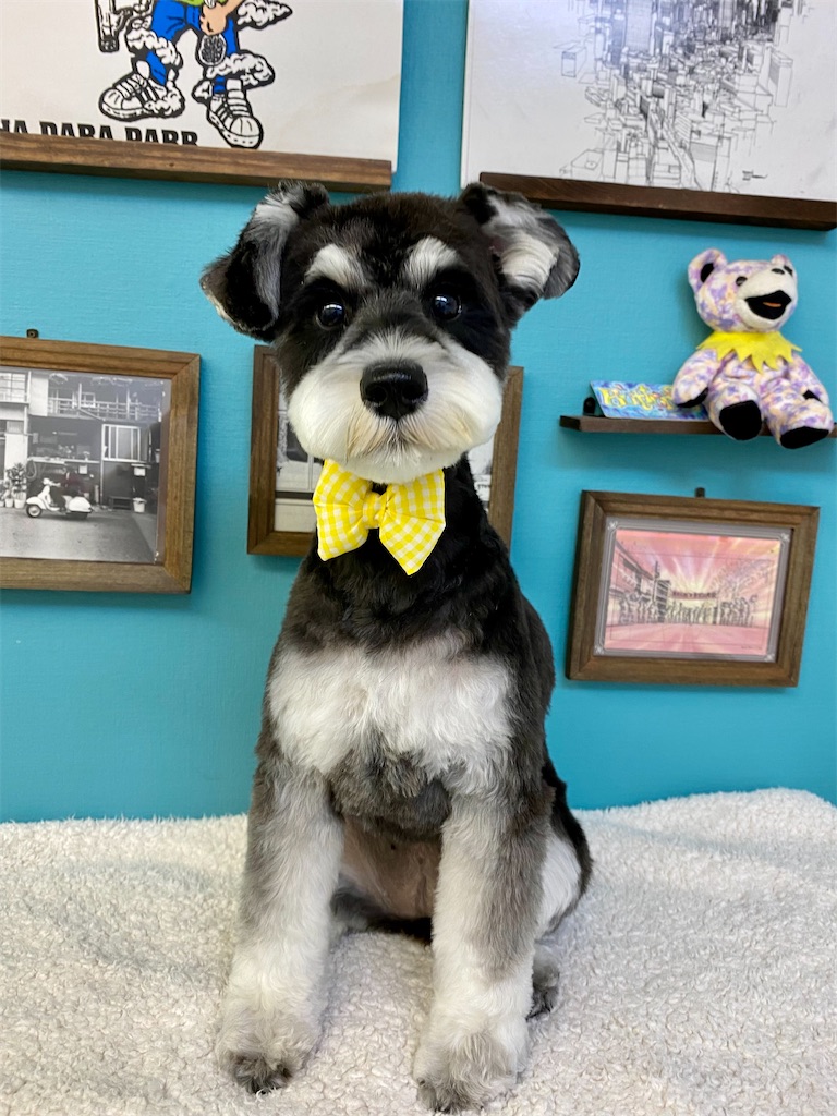 岡山 トリミングサロン ダブダブ