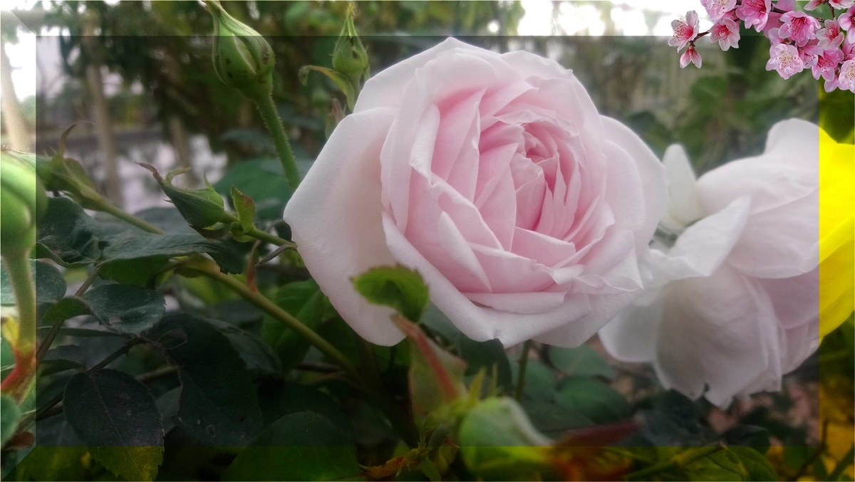 f: id: trinhduy: 20220109124747j: trơn