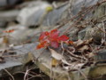 [山口の家][宇賀本郷][豊浦町]