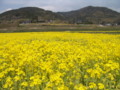 [菜の花][豊浦町][下関市][山口県]