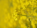 [菜の花][豊浦町][下関市][山口県]