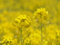 [菜の花][豊浦町][下関市][山口県]