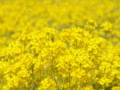 [菜の花][豊浦町][下関市][山口県]