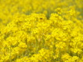 [菜の花][豊浦町][下関市][山口県]