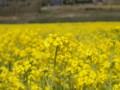 [菜の花][豊浦町][下関市][山口県]