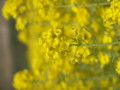 [菜の花][豊浦町][下関市][山口県]
