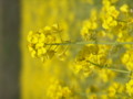 [菜の花][豊浦町][下関市][山口県]