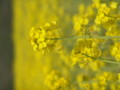 [菜の花][豊浦町][下関市][山口県]