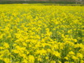 [菜の花][豊浦町][下関市][山口県]