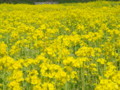 [菜の花][豊浦町][下関市][山口県]