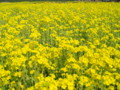 [菜の花][豊浦町][下関市][山口県]