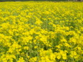 [菜の花][豊浦町][下関市][山口県]