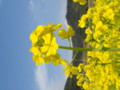 [菜の花][豊浦町][下関市][山口県]