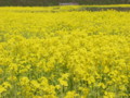 [菜の花][豊浦町][下関市][山口県]