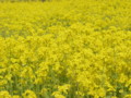 [菜の花][豊浦町][下関市][山口県]