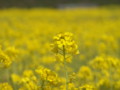 [菜の花][豊浦町][下関市][山口県]