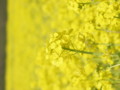 [菜の花][豊浦町][下関市][山口県]