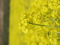 [菜の花][豊浦町][下関市][山口県]