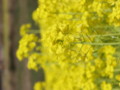 [菜の花][豊浦町][下関市][山口県]