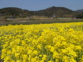 [菜の花][豊浦町][下関市][山口県]