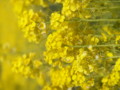 [菜の花][豊浦町][下関市][山口県]