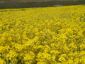 [菜の花][豊浦町][下関市][山口県]