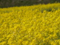 [菜の花][豊浦町][下関市][山口県]