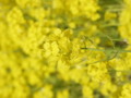 [菜の花][豊浦町][下関市][山口県]