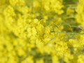 [菜の花][豊浦町][下関市][山口県]