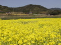 [菜の花][豊浦町][下関市][山口県]