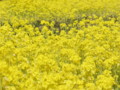 [菜の花][豊浦町][下関市][山口県]