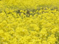 [菜の花][豊浦町][下関市][山口県]