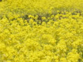 [菜の花][豊浦町][下関市][山口県]