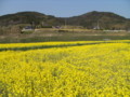 [菜の花][豊浦町][下関市][山口県]