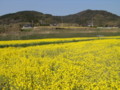 [菜の花][豊浦町][下関市][山口県]