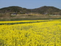 [菜の花][豊浦町][下関市][山口県]