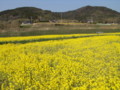 [菜の花][豊浦町][下関市][山口県]