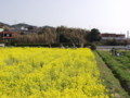 [菜の花][豊浦町][下関市][山口県]