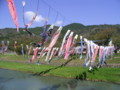 [山口県][鯉のぼり]