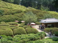 [三室戸寺][宇治市][アジサイ]