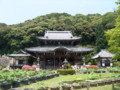 [三室戸寺][宇治市][アジサイ]