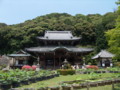 [三室戸寺][宇治市][アジサイ]