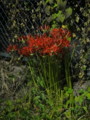 [彼岸花][夜]