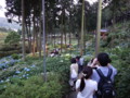 [三室戸寺][宇治市][あじさい][アジサイ][紫陽花][京都][夜][ライトアップ]