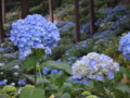 [三室戸寺][宇治市][あじさい][アジサイ][紫陽花][京都][夜][ライトアップ]