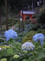 [三室戸寺][宇治市][あじさい][アジサイ][紫陽花][京都][夜][ライトアップ]