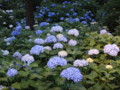 [三室戸寺][宇治市][あじさい][アジサイ][紫陽花][京都][夜][ライトアップ]